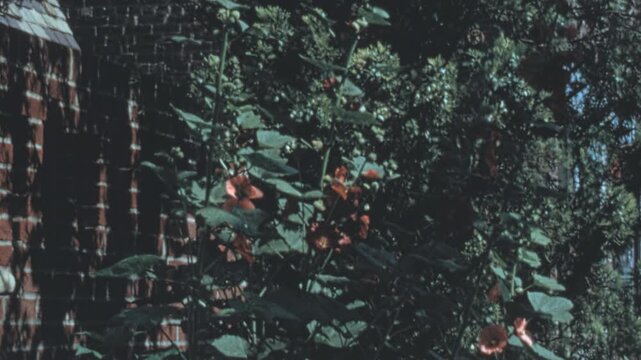 Large red hibiscus (Hibiscus) flowers bloom next to a textured red brick wall with white stone details in a lush New York City garden. Brightly lit sunny outdoor nature scene in the 1960s archival