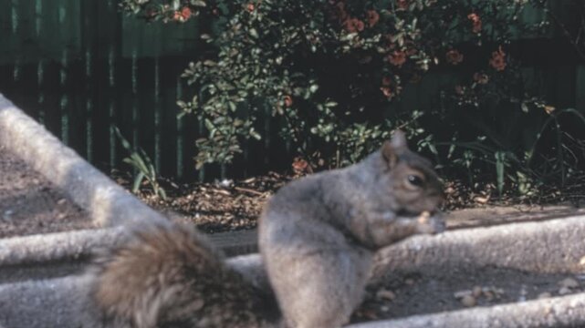 Eastern gray squirrel (Sciurus carolinensis) sits in a concrete planter eating in a New York City park. Bushy tail rests on dirt near green fence and blooming red flowers during the 1960s archival