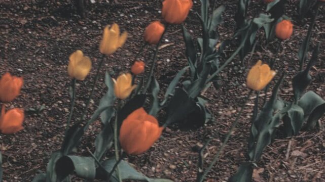 Vibrant orange and yellow blooming tulips (Tulipa) sway heavily in a strong breeze in a New York City garden bed during the 1960s. Dark textured soil is visible beneath the green stems and leaves