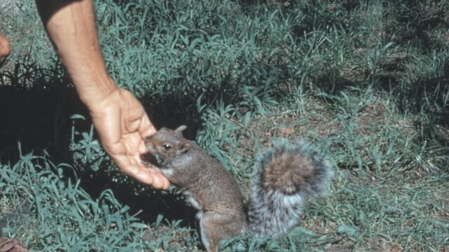 Eastern gray squirrel (Sciurus carolinensis) stands on its hind legs taking a treat from a hand in Central Park New York City. Archival capture of urban wildlife interaction in the 1960s archival