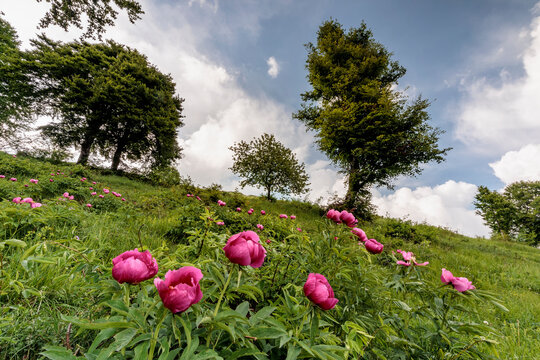 Wild pink peonies bloom on a green meadow in this outdoor tourism destination, capturing nature and exploration in Brentonico, Monte Baldo Natural Park, Trentino, Italy.