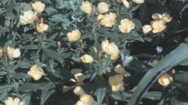 Bright yellow evening primrose (Oenothera) blossoms blooming on a dense bush with green foliage rustling gently in the summer breeze in New York City during the 1960s archival footage.