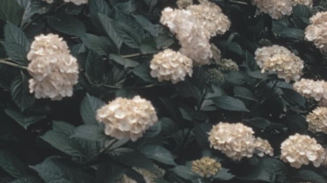 Blooming pinkish white bigleaf hydrangea (Hydrangea macrophylla) flowers clustered on a dense bush with dark green foliage in a New York City garden during the 1960s archival footage.