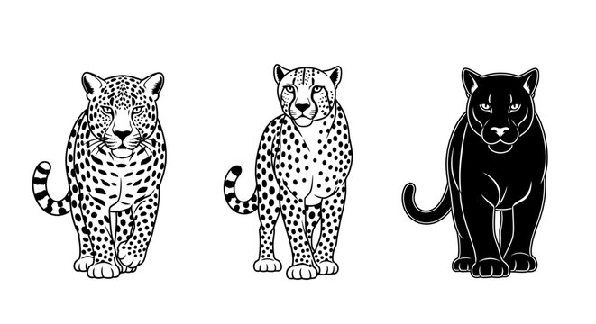 Black and White Vector Illustration of a Jaguar Walking