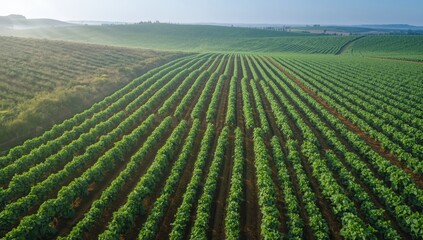 Obraz premium Aerial View of Lush Green Vineyard Rows on a Sunny Day