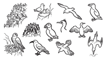 Obraz premium Marine bird silhouettes featuring flight patterns nesting behavior and cliffside colonies.