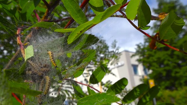 Numerous ermine moth caterpillars crawling and wriggling inside their large, communal silk nest spun around the green leaves of a rowan ash tree, indicating a significant pest infestation
