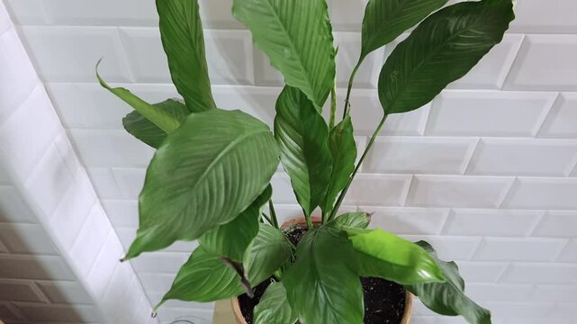 Two plants in flowerpots on a stool with white wall.  [180&deg; shutter angle n&deg; 2/2 Series 22mm Sony G] from ProRes 442 - 4K30p 10 bit S-Log3, All intra XAVC I