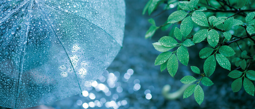 transparent umbrella with water drops on leaves in rain.