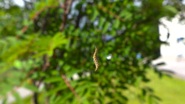 One small ermine moth caterpillar hanging and spinning on a delicate silk thread in the air with a beautiful green blurry background of leaves, showing the intricate details of insect life