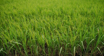 Fototapeta premium Lush Green Rice Field Closeup Under Natural Light