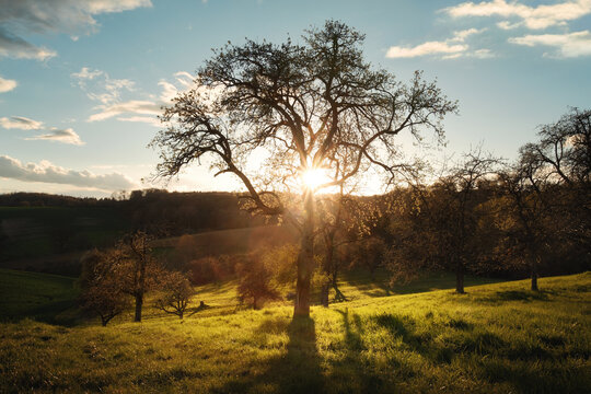 Bare tree in early spring with the sun burst shining behind it. A picturesque rural landscape at sunset.