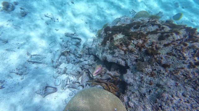 underwater journey revealing the detailed texture of a queen conch shell resting on a thriving, sun-drenched coral reef caribbean sea