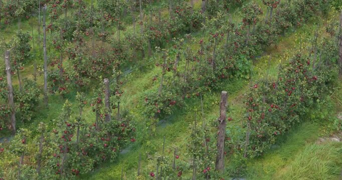 Manang region Nepal, slow aerial glide shot over green trees of a highland apple orchard showing ripe cash crops cultivated in the Himalayan mountains.