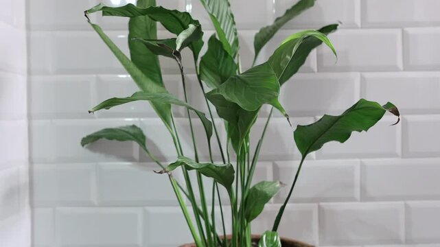 Two plants in flowerpots on a stool with white wall.  [180&deg; shutter angle n&deg; 1/2 Series 22mm Sony G] from ProRes 442 - 4K30p 10 bit S-Log3, All intra XAVC I