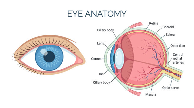 Human Eye Anatomy Diagram with detailed cross-section and front view labels. Ideal for educational materials and medical presentations.