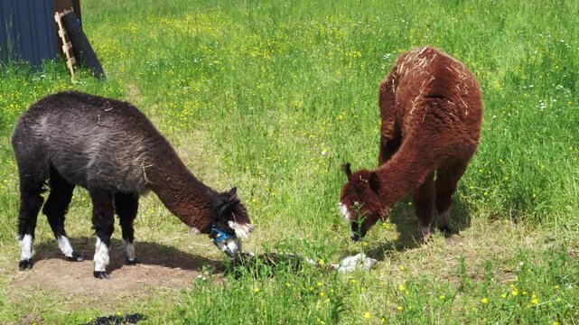 alpaka tier natur lama familie