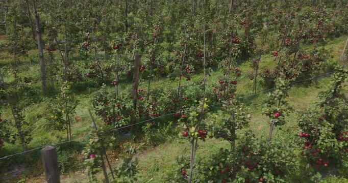 Annapurna Circuit, Manang region, Nepal, aerial gliding shot through rows of a commercial apple farm showing ripe cash crops hanging from trees in the Himalayan highlands.