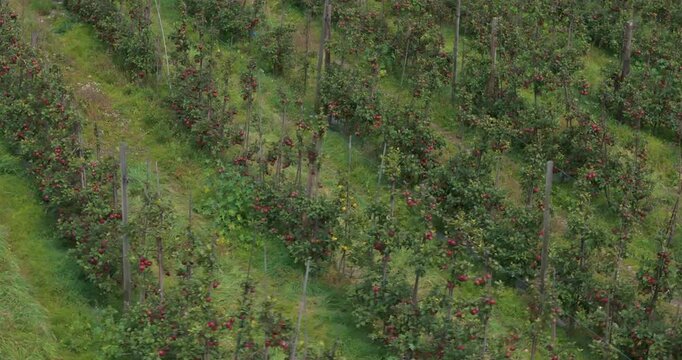 Annapurna Circuit, Manang region, Nepal, drone orbit shot circling around rows of a highland apple orchard showing ripe red fruit cultivated in mountain terrain.