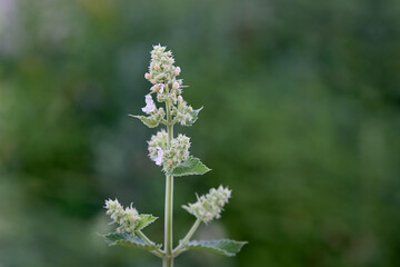 Fototapeta premium Blooming Catnip (Nepeta cataria) plant outdoors on a blurred green background.