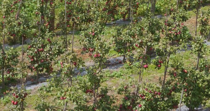 Annapurna Circuit Manang region Nepal, aerial gliding shot along a rows of organic apple trees inside a high altitude Himalayan plantation.