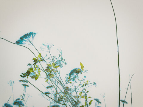 floral background with flowers