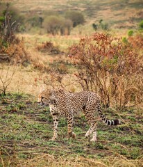 Cheetah walking observing savanna while on safari © Michael