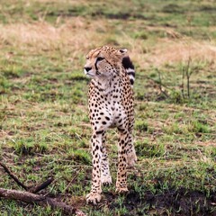 African cheetah standing alertly in natural habitat © Michael