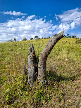 Old tree stump standing in Kenya safari landscape