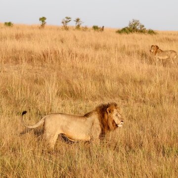 Male lions walking in golden African savanna grass