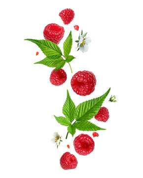 Ripe raspberries with green leaves and flowers in the air isolated on a transparent background