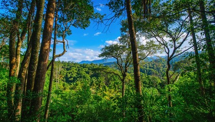 Fototapeta premium Lush Tropical Rainforest Landscape Under Clear Blue Sky with Distant Mountains