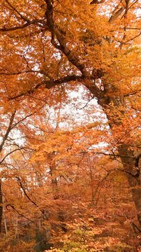 Forest floor covered with fallen autumn leaves illuminated by the sun shining through the trees.