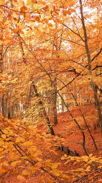 Forest floor covered with fallen autumn leaves illuminated by the sun shining through the trees.