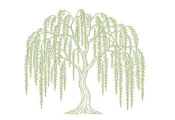 Elegant green outline drawing of a weeping willow tree with gracefully flowing branches and delicate leaves © design World 