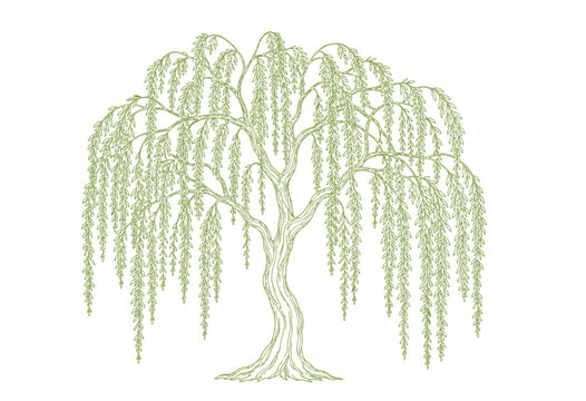 Elegant green outline drawing of a weeping willow tree with gracefully flowing branches and delicate leaves