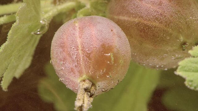 Two small round gooseberries and serrated fuzzy leaves shown in tight extreme close macro, surfaces densely covered with uniform tiny air bubbles and occasional larger droplets indicating submerged