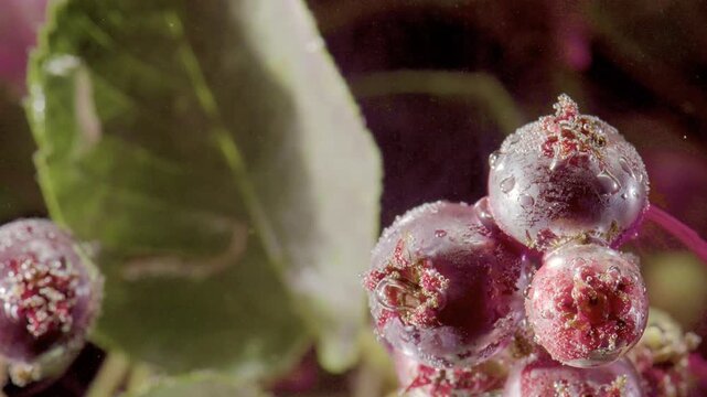 Extreme close-up shows purple chokeberry cluster with misted berries, bead-like droplets, subtle frost crystals, and dark leafy background, creating fresh botanical detail and natural movement