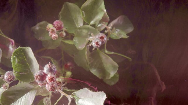 Intimate close-up of chokeberry (aronia) branch showing clusters of round, ripe berries coated in crystalline frost or sugar-like granules with visible calyx details and occasional surface blemishes