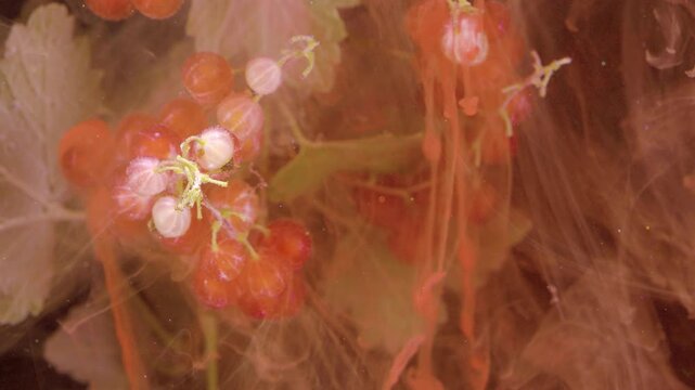 Close up view of red currant berries attached to thin green stems, partly submerged in cloudy liquid while warm orange and pink pigments flow outward with drifting bubbles and soft abstract diffusion