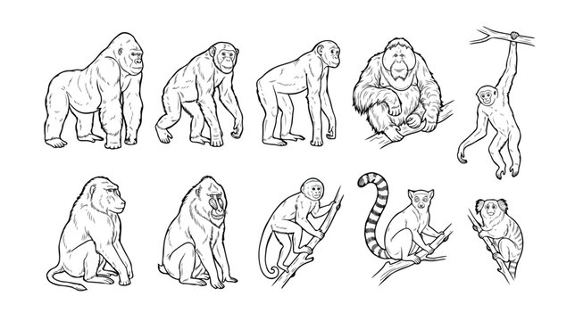 Primate and monkey line art collection, hand drawn wild animal vector set, 10 black and white ape illustrations for coloring books and education