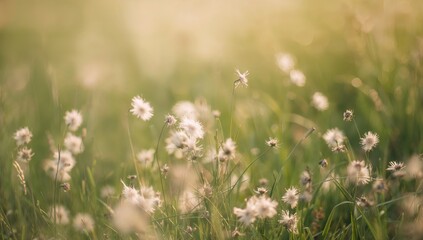 Fototapeta premium Soft Focus Wildflowers in a Sunlit Meadow During Spring