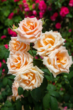 A tea-hybrid rose on a clear sunny day. Flora domestic indoor plants and flowers.