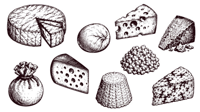 Cheese collection with wheels, wedges, soft varieties, curds and blue cheese in vintage engraving style