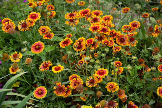 Gaillardia flowers on a clear sunny day. Flora domestic indoor plants and flowers.