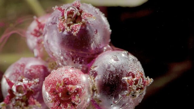 Detailed macro view of purple chokeberries clustered on stem, showing glossy wet skins, tiny water beads, powdery bloom, granular calyx forms, rich texture, and deep dark contrast under focused light