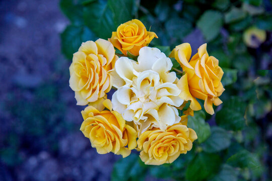 Rose Golden Dreams on a clear sunny day. Flora domestic indoor plants and flowers.