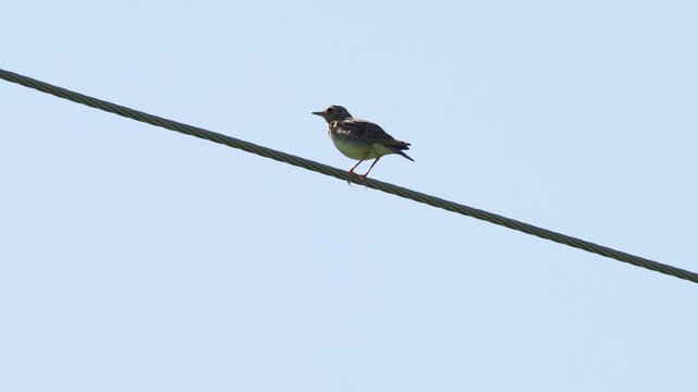 Woodlark (Lullula arborea) singing and grooming on a power line in summer