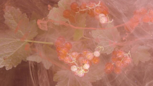 Close macro scene showing ripe red currant clusters and serrated leaves partly hidden by translucent pink smoke or ink swirls, creating soft veils, subtle glow, and gentle changing atmosphere