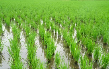 green rice plant in farm field © nd700